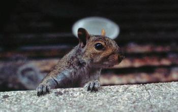 Hey Anymore Peanuts? - image of a squirrel on my fire escape looking for more peanuts.