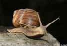 snail - Photo of a snail to illustrate the pace at which I&#039;m progressing on my cross-stitch picture.