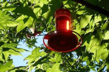 Hummingbird at feeder - Hummingbird wanting a drink. Hummingbird at feeder - Hummingbird wanting a drink.