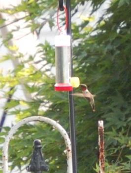 hummingbird - new feeder in backyard