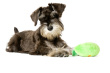 mini schnauzer - photo of miniature schnauzer