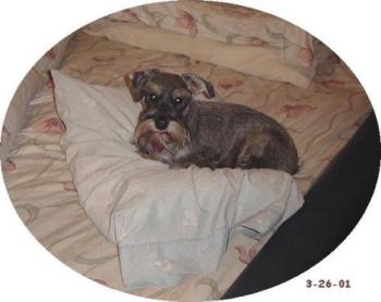 Fritz on his pillow on my bed - photo of Fritz on his pillow