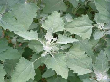 lambs quarters - A early spring green weed that is edible also known as goosefoot