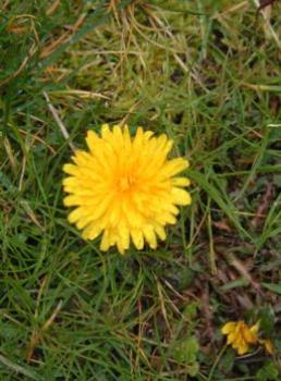 dandelions are more than weeds. - The dandelion has long been hated as a weed but there is a use for the dandelion. You can use it in food. 