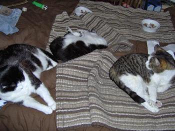 Three of my cats - This is the Tabby and white, Chu, Felix to her left and Jet to the back. 