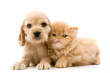 puppy and kitten - photo of cocker puppy and persian kitten