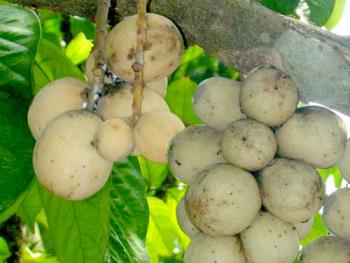 Lanzones - Langsat - Langsat is the english word for the philippines lanzones.