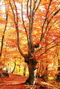 autumn - photo of autumn in the forest autumn - photo of autumn in the forest