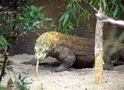 The Komodo dragon (Varanus komodoensis) - is the largest living lizard in the world, growing to an average length of 2-3 meters (approximently 6.5-10 feet). In the wild large adults tend to weigh around 70kg (154 pounds). Captive specimens often weigh more. The largest verified wild specimen was 3.13 metres (10 feet 3 inches) long and weighed 166kg (365 pounds), including undigested food. [1] It is a member of the monitor lizard family, Varanidae, and inhabits various islands in Indonesia.
