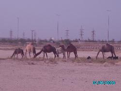 Camel in Kuwait - We pass by this group of camel eatin grass on the desert,Well atleast they can few..