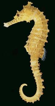 The sea horse that we grew up with - This was what the sea horse looked like when it was first introduced to us when we were kids.
