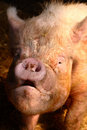 ugly - photo or an ugly pig