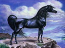 Picture on my cell phone - This is the picture I have on my cell phone. I think it is a very beautiful horse. I am a horse lover so it is not surprising that I would have a picture of a horse on my cell phone as wallpaper. 