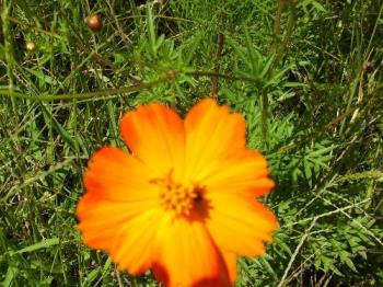 A wildflower by a main intersection,  - Besides bachelor buttons there were several of these in really happy yellows, oranges, and pinks. I think I know what they are, but have not looked them up to make sure.