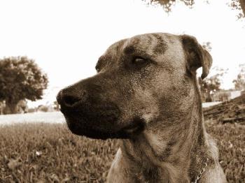 my dog - saber