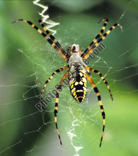 bannana spider - banana spider