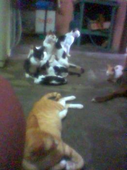 my spoiled cats  - my cats are very playful and they are all spoiled rotten... lolz
