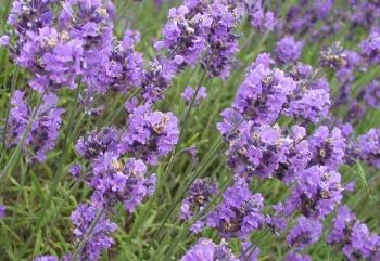 edible flowers - lavender edible flowers - lavender