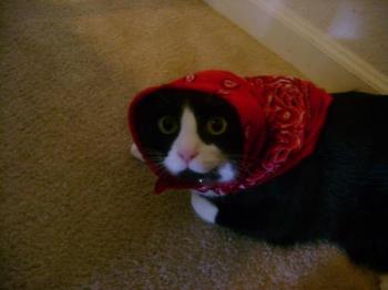 cute pets - meow meow little red riding scooter