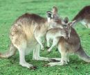 A couple of kangaroos - I think kangaroos are really cute. But the way I understand it they kick pretty hard and don't hesitate to kick if a person gets to close. They can do some pretty hefty damage too.