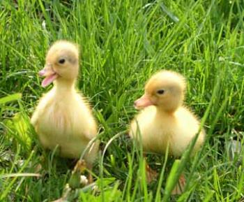 ducks - baby duck