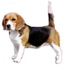 Beagle Dog - A picture of a Beagle dog.