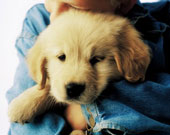 hugging - photo of boy hugging dog