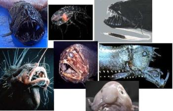 Aliens - There are a lot of things that we have to fathom in our own world.The aliens lurm in the deepest and darkest depths of our oceans.