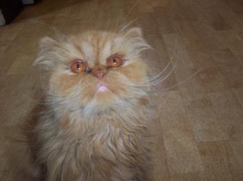 my cat - my persian cat, name is ruby