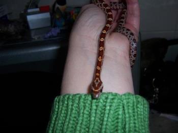 Leila - This is a female baby cornsnake, she is 3 months old