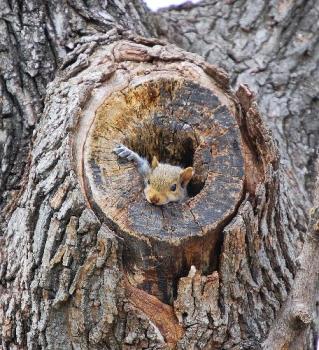 baby squirrel - taken in the spring