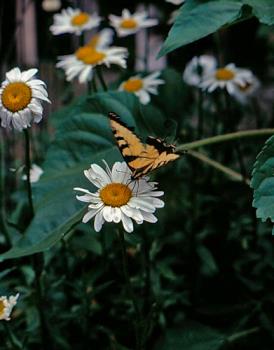 Eastern Tiger Swallowtail Butterfly - image of an Tiger Swallowtail Butterfly 