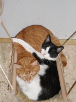 Picture of my kitties cuddling - This is actually a bit older pic, but very similar to what they are doing right now.