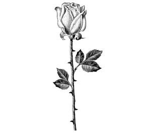 Rose  - Black n white rose