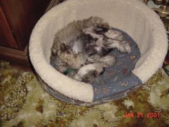 my dog Rocky asleep in his bed upside down - photo of my dog Rocky sleeping