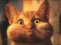 no you didnt! - Picture of a animated orange cat with its eyes wide and cheeks big and full of air holding its breath