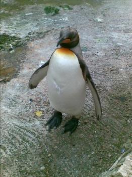 Giant Penguins - Giant Penguins in Birdland, Bourton-on-the-Water, in the UK.