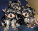 yorkshire terrier babies - this is how yorkie pups look like but they sure grow up to be very elegant dogs.  a yorkie is a good choice of breed.