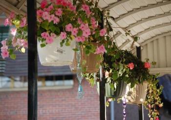 my hanging baskets - hanging baskets my s/o bought me this summer, along with some potted plants for our back porch