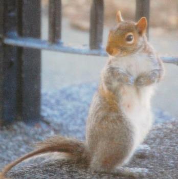 hotpants - one of the squirrels that comes up on our back porch