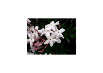 jasmine - jasmine, the pure flower