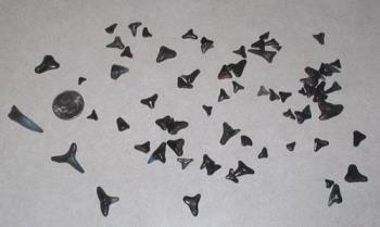 Shark Teeth - 
A photo of some shark teeth I collected in NC.