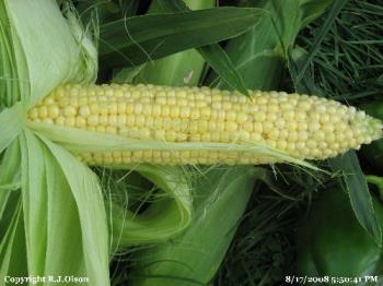 Sweet Corn - One of my ears of sweet corn grown in my Minnesota backyard. Sweet Corn - One of my ears of sweet corn grown in my Minnesota backyard.
