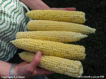 Minnesotan Sweet Corn - Picked from my garden Sunday 8-17-2008 Minnesotan Sweet Corn - Picked from my garden Sunday 8-17-2008