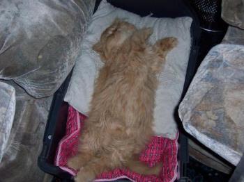 my persian - my persian cat named ruby, asleep on her back my persian - my persian cat named ruby, asleep on her back