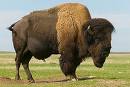  bison -  pic of a bison, alot bigger then a cow.