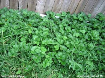 Strawberry Plants - All mixed in with the weeds as well.