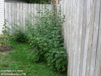 Red Rasberry Bushes - Growing on the side of my house/garage.