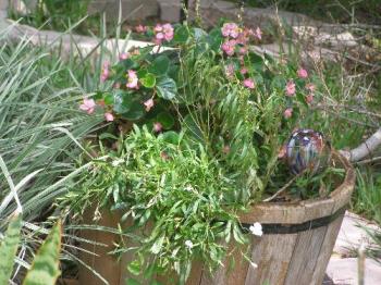 barrell under tree - This one has different flowers in it.