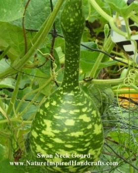Swan Neck Gourd - This is the only swan-neck I&#039;ve gotten this year but am hoping to have more in my garden next year.